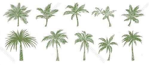 Assortment of hand-drawn palm tree doodles. Vivid Hawaiian clipart, an isolated summer vacation set in a vintage art