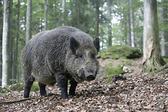 Wild boar, Sus scrofa