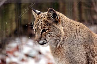 Bobcat portrait