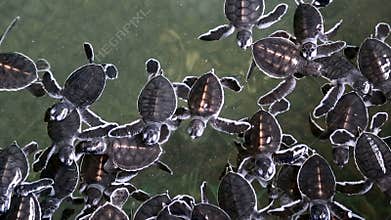 Baby Sea turtles