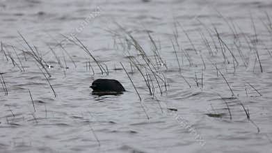 A black waterbird with a white beak glides calmly through rippling water surrounded by reeds, creating a serene and natural scene