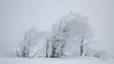 Falling snow. Winter trees
