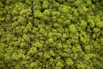 Moss