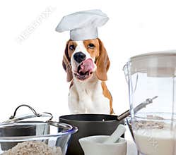 Beagle in kitchen