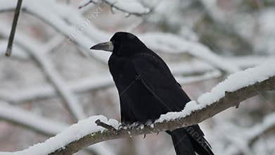 A Winter Raven gracefully Perched on a SnowCovered Branch in the tranquil landscape. High quality 4k footage