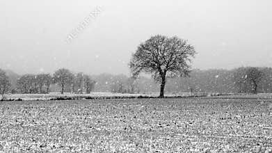 Panoramic winter landscape in black and white. Snowfall on a landscape with a lone oak tree in a field.
