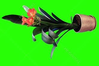 4K. Growth of Clivia flower buds green screen