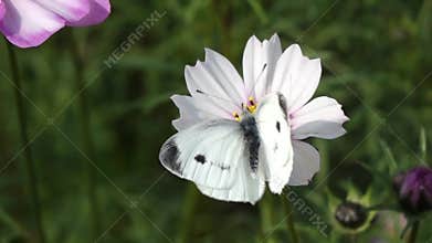 White moth