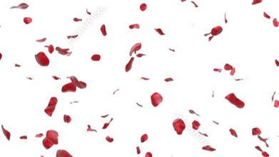Falling rose petals