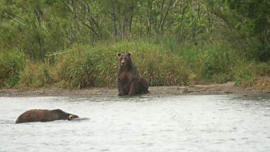 Brown bear in river