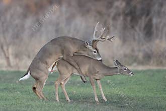 Whitetail Deer Reproduction