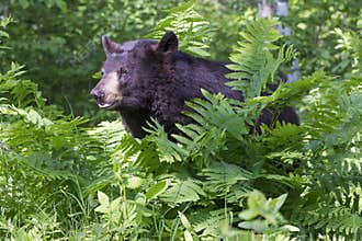 Big Black Bear