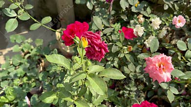 Colorful Roses in Bloom Pink and Red Roses in Garden