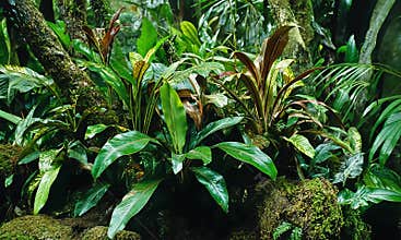 Lush tropical plants in a dense jungle