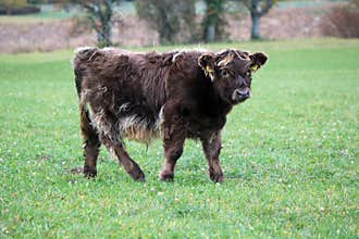 Baby highland cow portrait by autumn day