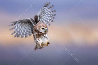 Flying owl. Little owl. Nature background. Athene noctua.