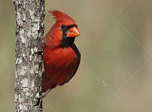 Northern Cardinal