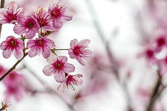 Sakura flowers