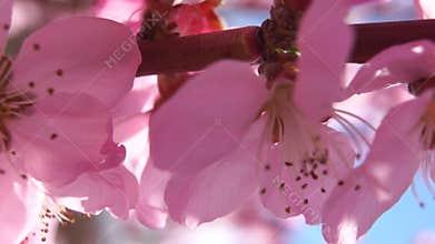 Pink Blossom Flowers Branch Springtime - Close-up view of delicate pink blossom flowers on a branch in springtime.