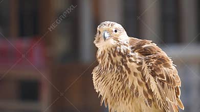 Exposure of Falcon for sale in Souq Waqif, Doha, Qatar, Middle East