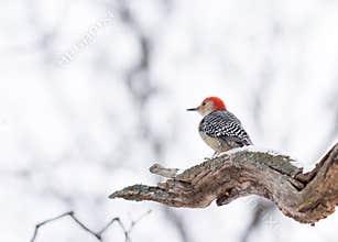 Red-bellied Woodpecker
