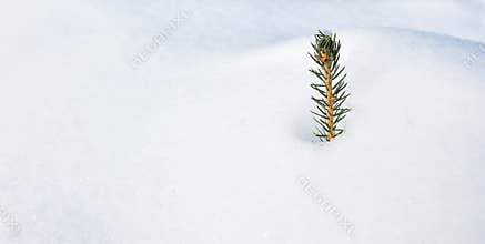 Single Conifer Branch in the Snow