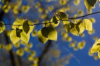 Backlit Leaves 2