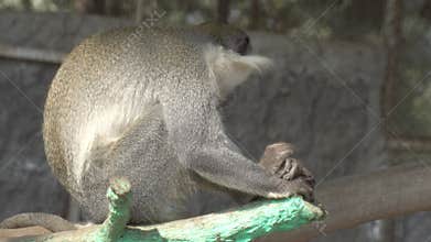 White Cockatoo with Yellow Crest in Cage