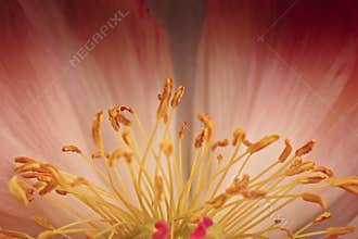 Peony Flower Macro