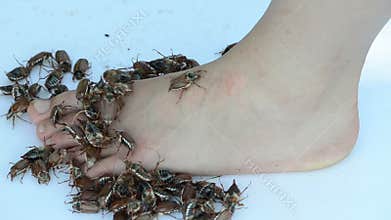 Bugs crawls on bare feet