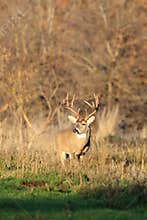 Side View of Big Whitetail Deer