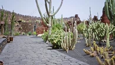 Blurred cactus garden in lanzarote with various cacti and stone paths surrounded by rustic rock walls