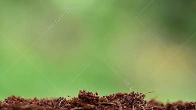 Male hand planting young plant