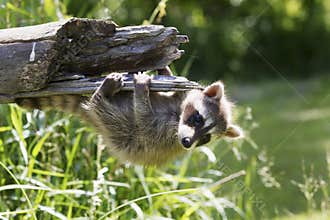 Baby raccoon