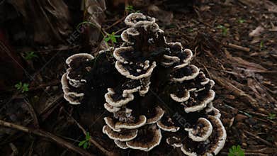 black and white mushrooms are very elegant and beautiful