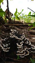 black and white mushrooms are very elegant and beautiful