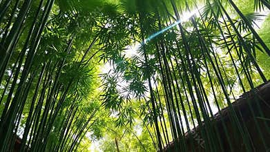 Bamboo forest canopy, green stalks, tranquil nature, Asian forest scene stock footage generative AI