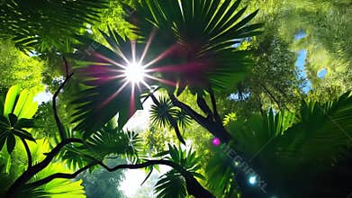 Jungle canopy sunlight, lush greenery, tropical forest, nature's light stock footage generative AI