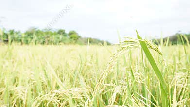 The golden rice plants will soon ripen