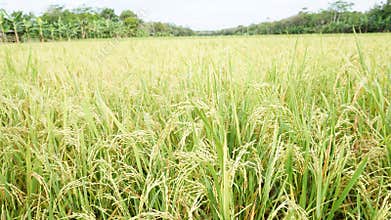The golden rice plants will soon ripen
