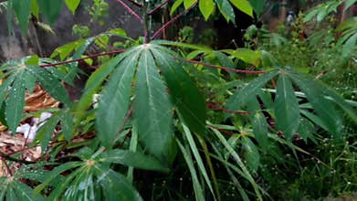 The Beauty of Cassava Plants in the Rain: Refreshing and Soothing