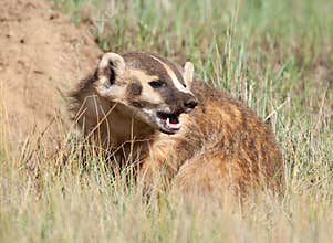 American Badger