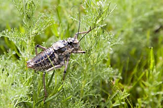 Flightless Cricket