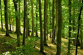 Daylight in forest