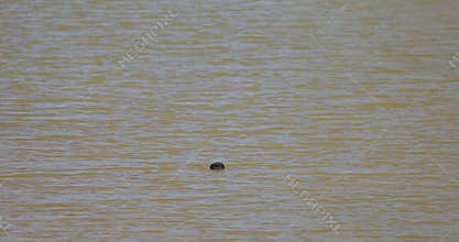the Common Coot is the most widely distributed and most abundant breeding waterbird