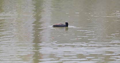the Common Coot is the most widely distributed and most abundant breeding waterbird