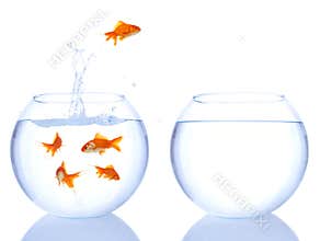Goldfish jump