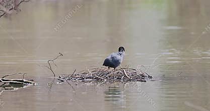 the Common Coot is the most widely distributed and most abundant breeding waterbird