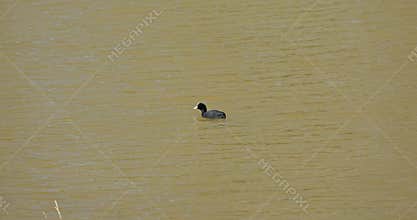 the Common Coot is the most widely distributed and most abundant breeding waterbird