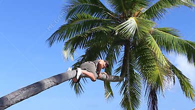 Man is climbing on a palm